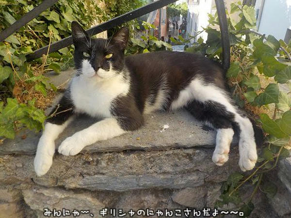 黒白猫ロレンチョーさん ギリシャの猫 The Greek Cats Oi Ellhnogates