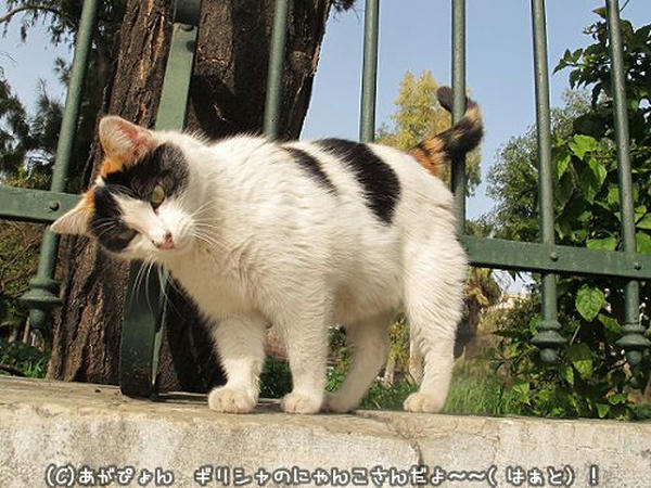 三毛猫のミコちゃんは一人暮らし ギリシャの猫 The Greek Cats Oi Ellhnogates