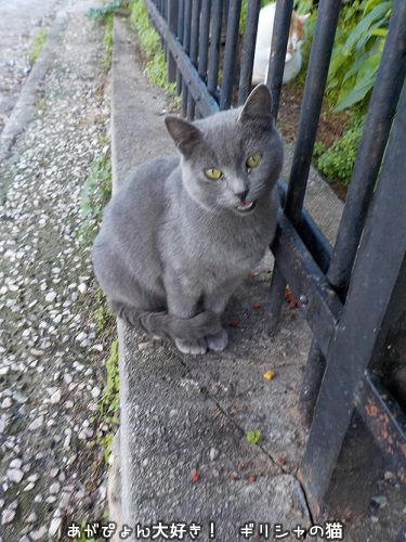 野良猫の灰色グリちゃん ギリシャの猫 The Greek Cats Oi Ellhnogates