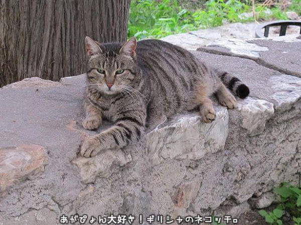 キジ猫のオリーブは緑色の瞳 ギリシャの猫 The Greek Cats Oi Ellhnogates