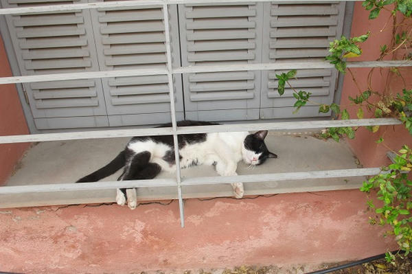 窓辺で昼寝をしていたにゃんこさん ギリシャの猫 The Greek Cats Oi Ellhnogates