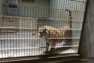 浜松市動物園 虎