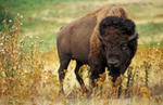 250px-American_bison_k5680-1_edit.jpg