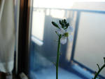 大根の花1