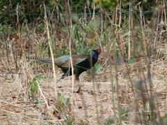 IMG_3401.JPG