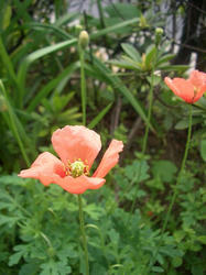 cocquelicot.JPG