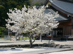 神社の桜