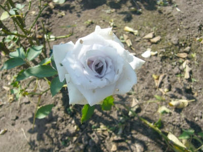 IMG_000180.jpg