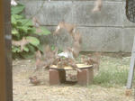 DSCF0286.JPG