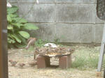 DSCF0282.JPG