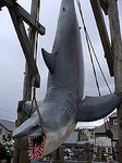 jaws01.jpg