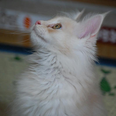 DSC_0375.jpg