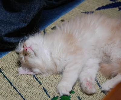 DSC_0530.jpg