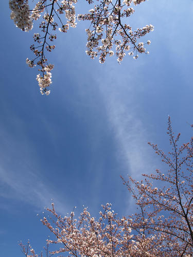kozi_090403_1.jpg