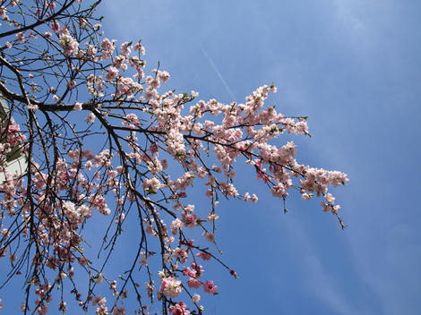 kozi_090403_2.jpg