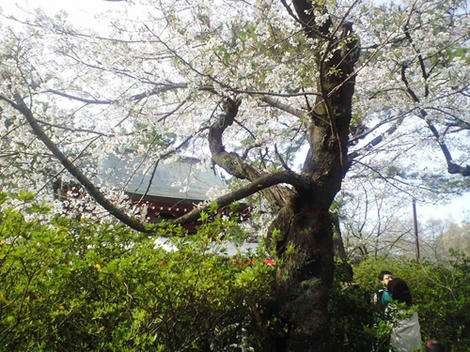 mochhi_090406_01.jpg