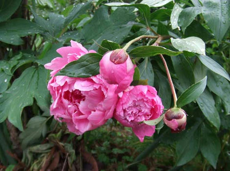 DSCF4292.jpg