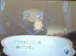 トンコの写真