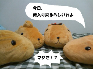カピバラ一家
