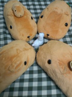 カピバラ
