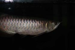 IMG_0036-1.JPG