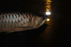IMG_0188-1.jpg
