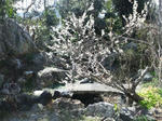 ume