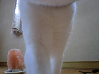 CIMG0257.JPG
