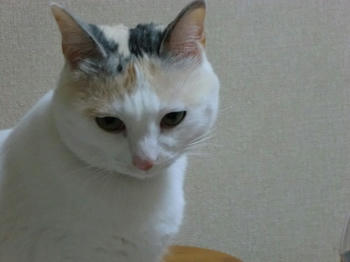 CIMG0093.JPG