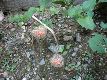 CIMG0632.JPG
