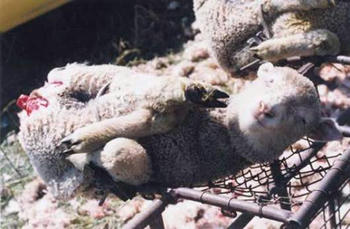 mulesing.jpg