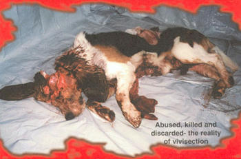 dead_dog.jpg