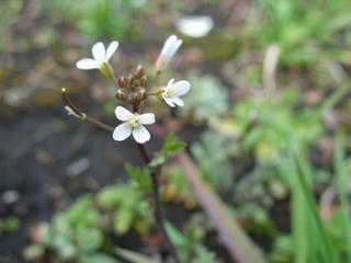 tanetukebana