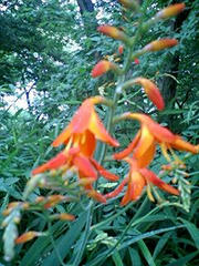 hana 1
