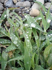 amatubu