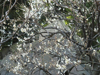 ume