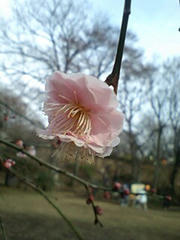 ume-3