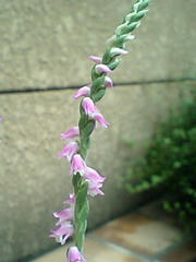 nejibana