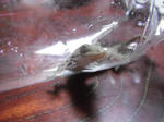 7eca0163.jpg