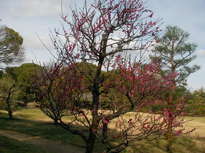 ume