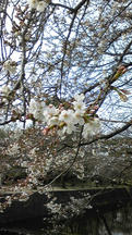 夙川0322桜2