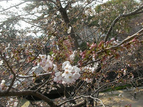 桜情報2010＠夙川