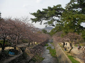 桜情報2010＠夙川
