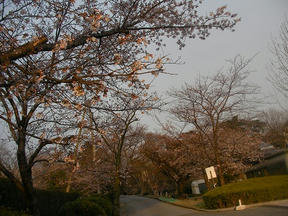 桜情報2010＠西宮