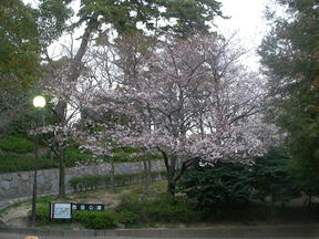 桜情報2010＠西宮