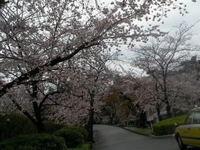 桜情報2010＠西宮