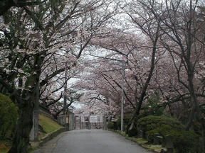 桜情報2010＠西宮