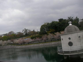 桜情報2010＠西宮