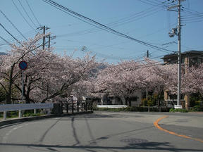 桜情報2010＠六軒