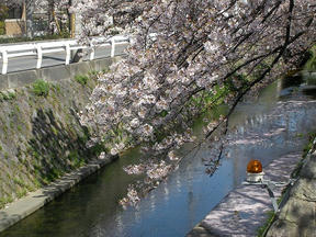 桜情報2010＠御手洗川